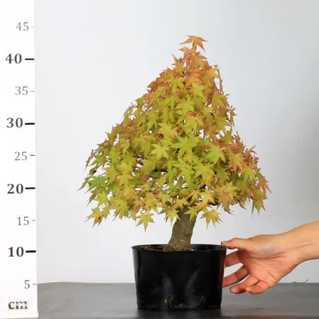 image supplémentaire - PREBONSAI MAPLE PALMATUM n°1