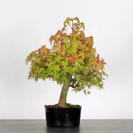 PREBONSAI MAPLE PALMATUM n°2