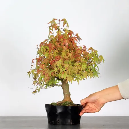 image supplémentaire - PREBONSAI MAPLE PALMATUM n°2