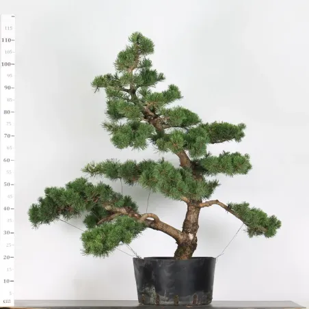 Mugo Bonsai Pine PM-4-1