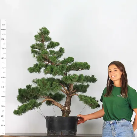 image supplémentaire - GARDEN TREE "PINUS MUGO" 4-1