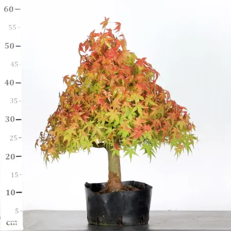 image supplémentaire - PREBONSAI MAPLE PALMATUM n°3