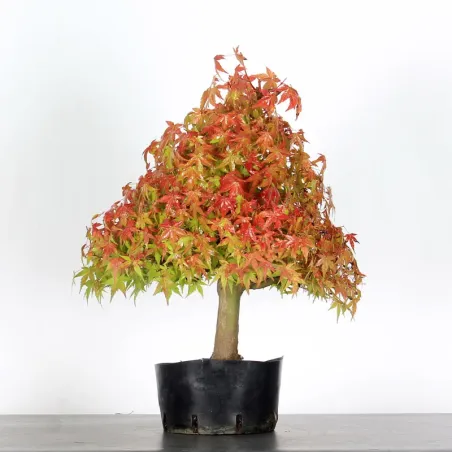 PREBONSAI MAPLE PALMATUM n°3