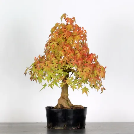 PREBONSAI MAPLE PALMATUM n°4