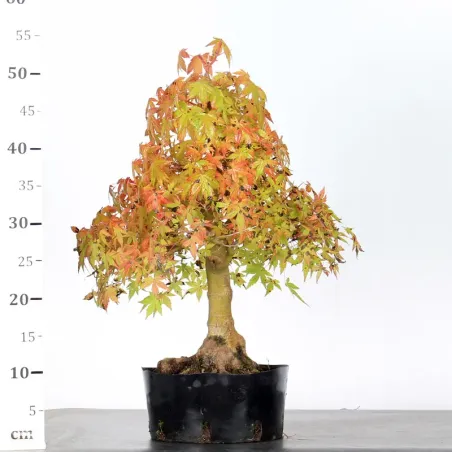 image supplémentaire - PREBONSAI ERABLE PALMATUM n°4
