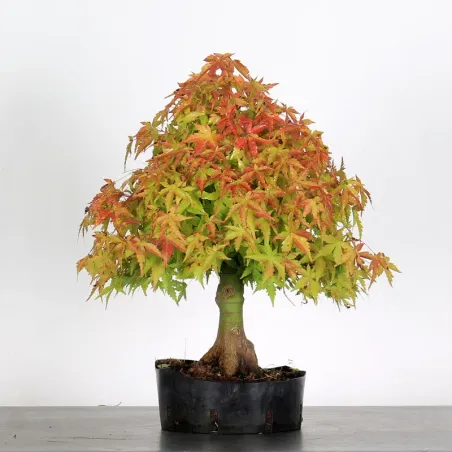 PREBONSAI MAPLE PALMATUM n° 6