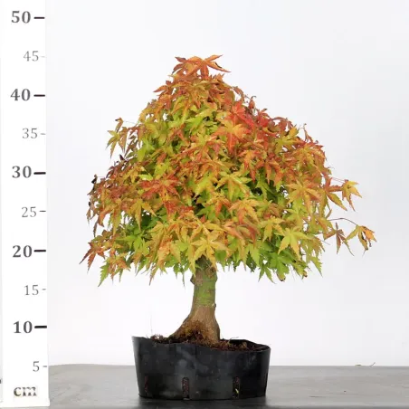 image supplémentaire - PREBONSAI MAPLE PALMATUM n° 6