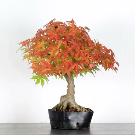 PREBONSAI MAPLE PALMATUM n°7