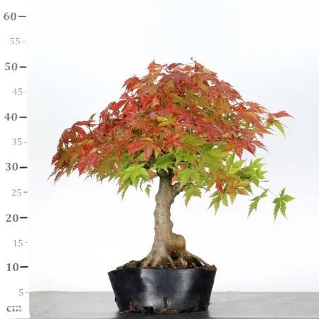 image supplémentaire - PREBONSAI MAPLE PALMATUM n°7
