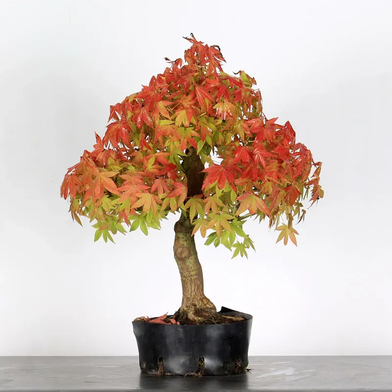 PREBONSAI MAPLE PALMATUM n°8