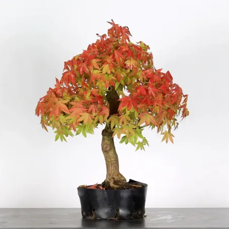 PREBONSAI MAPLE PALMATUM n°8
