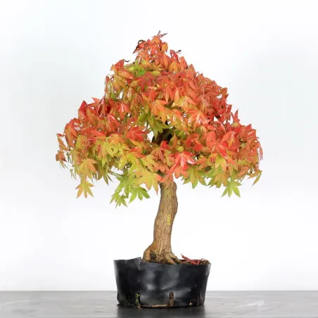 image supplémentaire - PREBONSAI MAPLE PALMATUM n°8