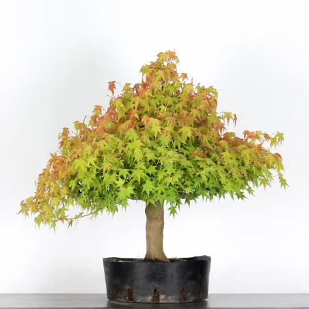 PREBONSAI MAPLE PALMATUM n°9