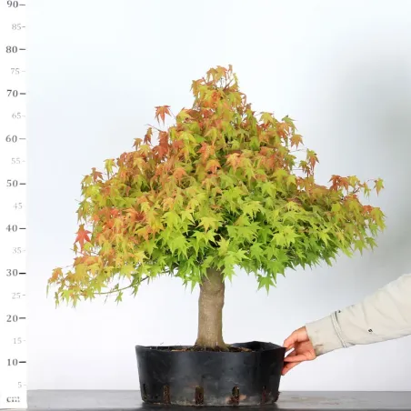 image supplémentaire - PREBONSAI MAPLE PALMATUM n°9