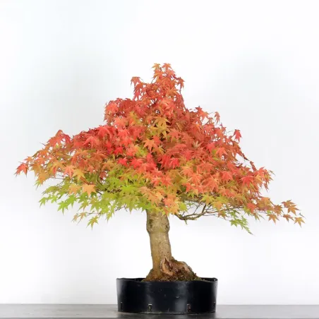 PREBONSAI MAPLE PALMATUM n°10