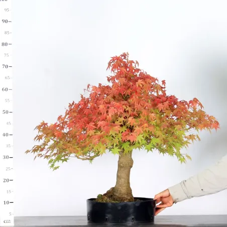 image supplémentaire - PREBONSAI MAPLE PALMATUM n°10