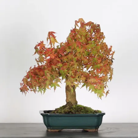 Bonsai Acer Palmatum AP-1-6