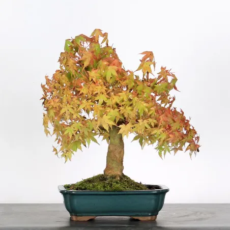 image supplémentaire - ERABLE DU JAPON "ACER...