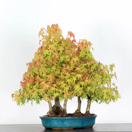 Bonsai Acer Palmatum AP-1-7