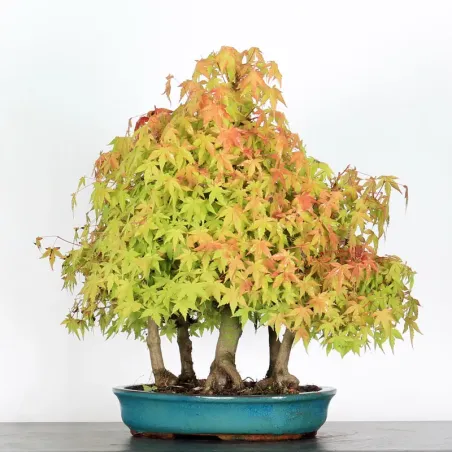image supplémentaire - FORÊT ERABLE DU JAPON "ACER...