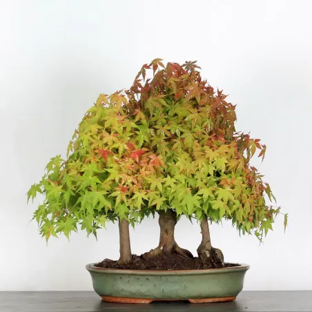 Bonsai Acer Palmatum AP-1-10