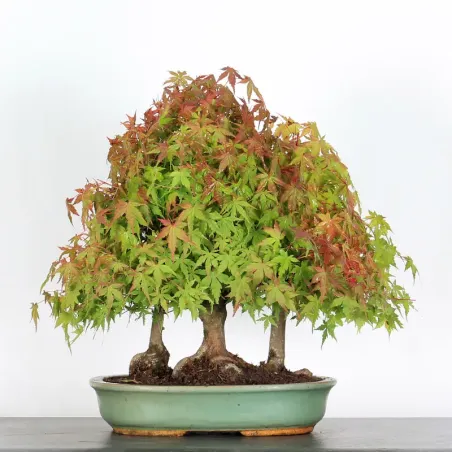 image supplémentaire - FORÊT ERABLE DU JAPON "ACER...