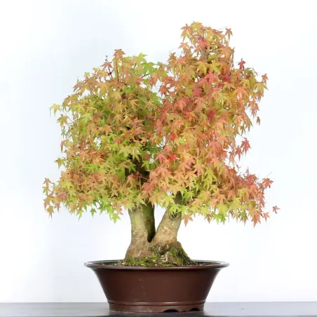 FOREST ACER PALMATUM 1-12