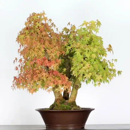 Bonsai Acer Palmatum AP-1-12