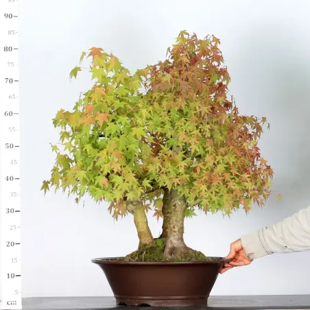 image supplémentaire - FOREST ACER PALMATUM 1-12