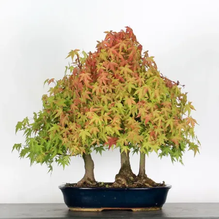 image supplémentaire - ACER PALMATUM 1-13