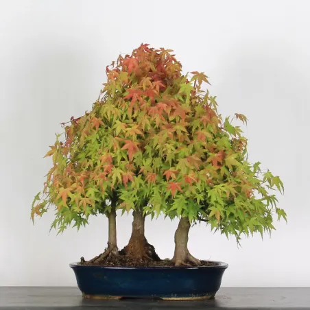 Bonsai Acer Palmatum AP-1-13