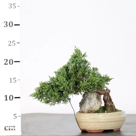 image supplémentaire - GENÉVRIER "JUNIPERUS KISHU"...