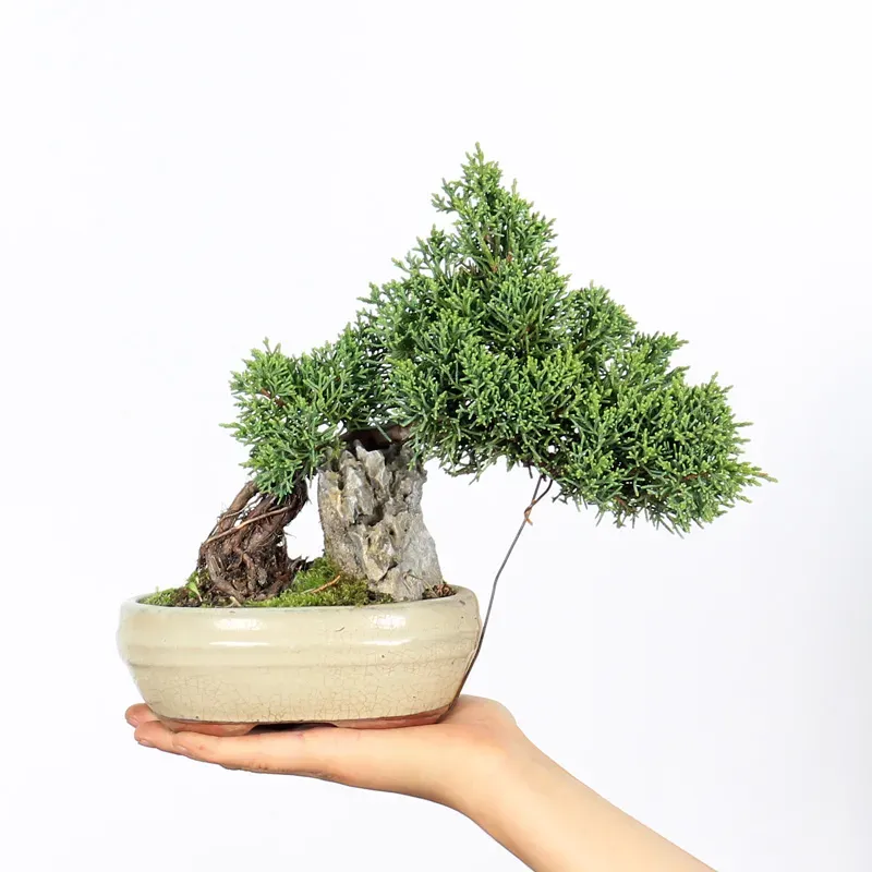 Bonsai Genévrier de Chine