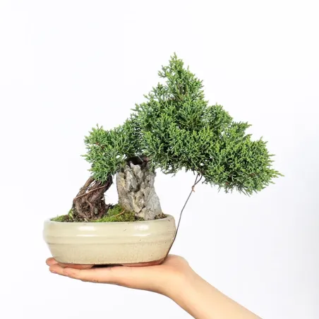 Bonsai Genévrier de Chine