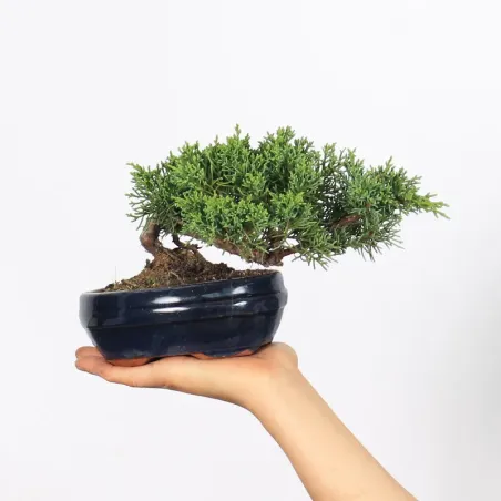 Bonsai Genévrier de Chine