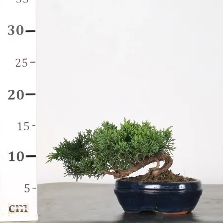 image supplémentaire - JUNIPER "JUNIPERUS KISHU" 1-12