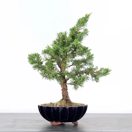 image supplémentaire - GENÉVRIER "JUNIPERUS KISHU"...