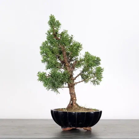 Bonsai Genévrier de Chine