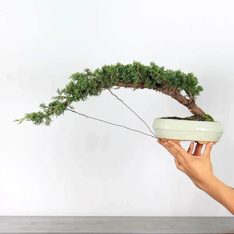 Bonsai Genévrier de Chine