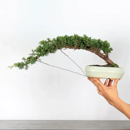 Bonsai Chinese Juniper