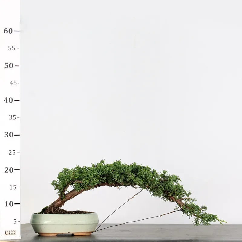 image supplémentaire - GENÉVRIER "JUNIPERUS KISHU"...