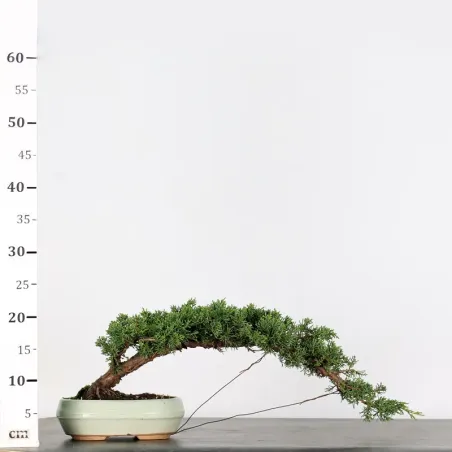 image supplémentaire - GENÉVRIER "JUNIPERUS KISHU"...