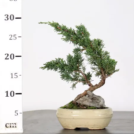 image supplémentaire - GENÉVRIER "JUNIPERUS KISHU"...