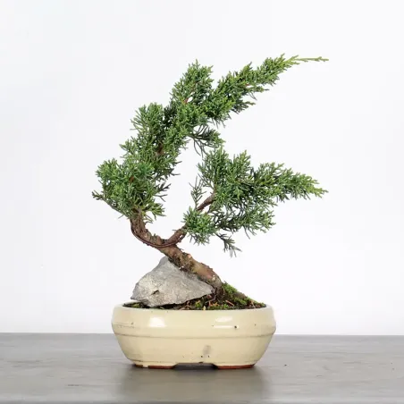 Bonsai Genévrier de Chine