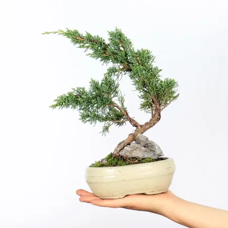 Bonsai Genévrier de Chine