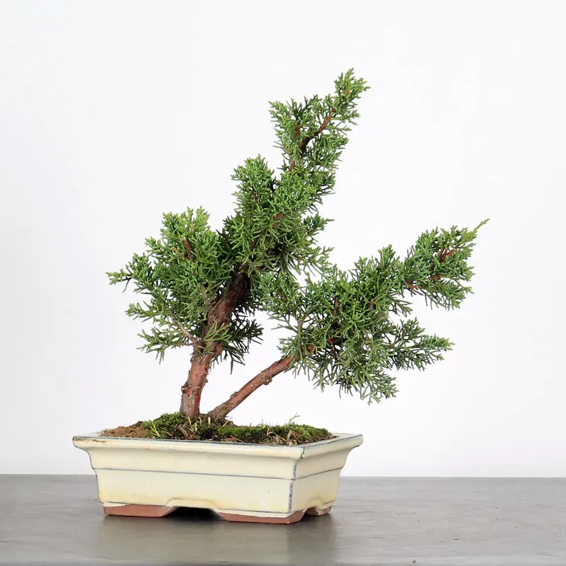 Bonsai Genévrier de Chine