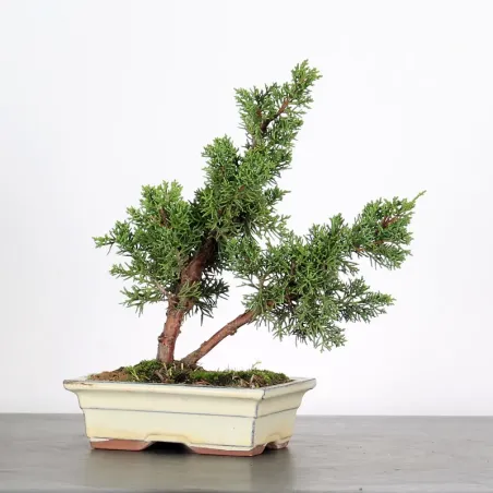 Bonsai Chinese Juniper