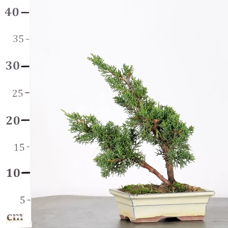 image supplémentaire - GENÉVRIER "JUNIPERUS KISHU"...