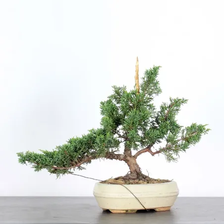 JUNIPER "JUNIPERUS KISHU" 1-22