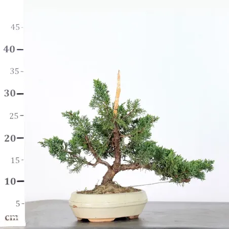 image supplémentaire - GENÉVRIER "JUNIPERUS KISHU"...